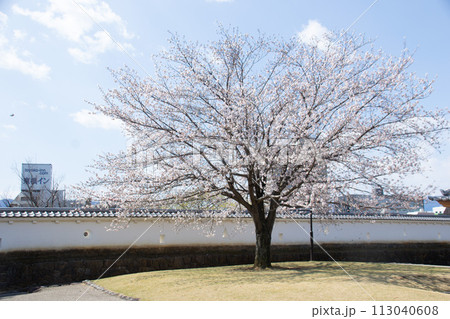 一本桜 一本桜 113040608