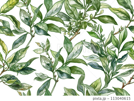 Branch with leaves of green tea. Branch with leaves of green tea. 113040615