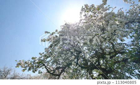 Flowering apple trees in the Russian village in May and the rays of the sun. Video in motion with the sounds of lively villages and birds. 113040805
