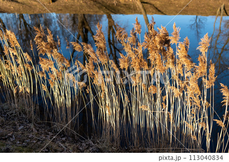 Reeds in the sunset light. Reeds grow on the river bank. Trees growing on the opposite bank of the river are reflected in the water. 113040834