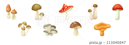 Mushroom or Toadstool as Fleshy, Spore-bearing Fruiting Body Vector Set Mushroom or Toadstool as Fleshy, Spore-bearing Fruiting Body Vector Set 113040847