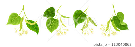 Blooming Linden Twig with Green Leaves and Flowers Vector Set 113040862