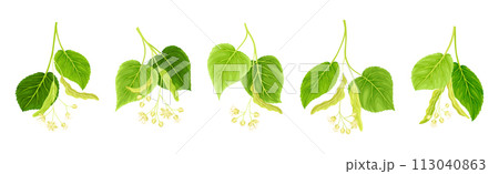Blooming Linden Twig with Green Leaves and Flowers Vector Set 113040863