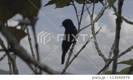Startled Black Bird Suddenly Leaves its Perch on Tree Branch 113040979