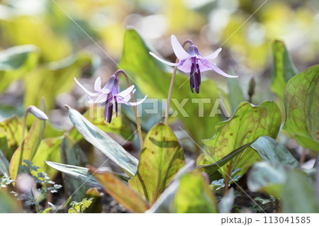 カタクリの花 カタクリの花 113041585