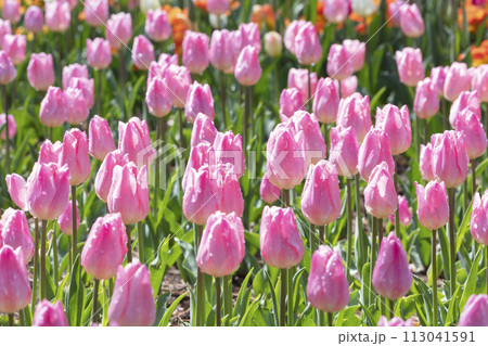 チューリップの花 113041591