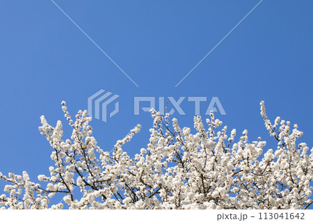 Mirabelle plum in the spring is often showered with a million white flowers. Mirabelle plum in the spring is often showered with a million white flowers. 113041642