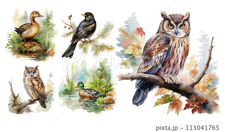Woodland birds watercolor forest illustration set isolated on white background 113041765