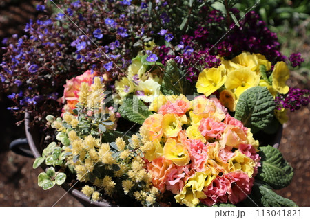 プリムラジュリアンの寄せ植え プリムラジュリアンの寄せ植え 113041821