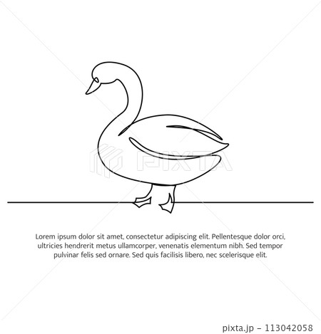 Swan line design. Swan decorative elements...のイラスト素材 [113042058] - PIXTA