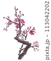 Watercolor plum blossom - Japanese cherry tree isolated on white background. Watercolor branch sakura blossom. 113042202