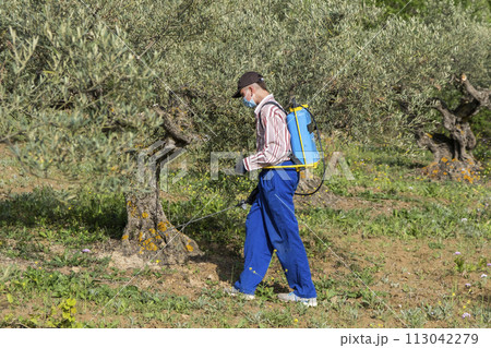 Farmer spraying herbicide in a field of olive trees. 113042279