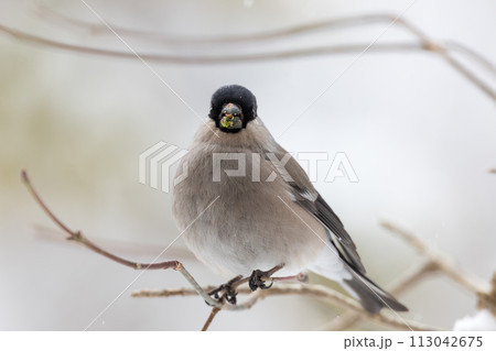 枝にとまり木の芽を食べる鷽 113042675
