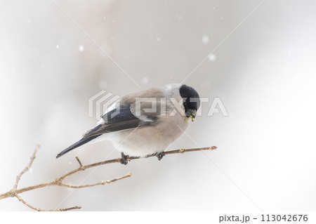 枝にとまり木の芽を食べる鷽 枝にとまり木の芽を食べる鷽 113042676