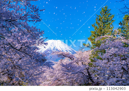【桜吹雪】忍野村の桜と富士山と桜吹雪【山梨県】 113042903