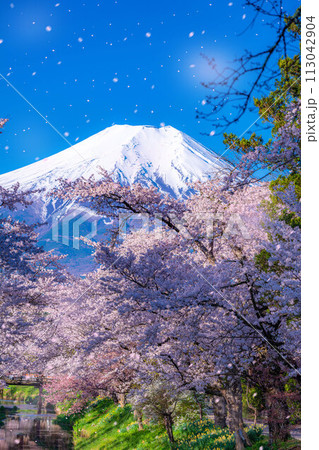 【桜吹雪】忍野村の桜と富士山と桜吹雪【山梨県】 【桜吹雪】忍野村の桜と富士山と桜吹雪【山梨県】 113042904