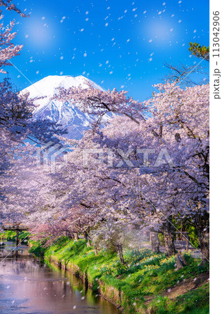 【桜吹雪】忍野村の桜と富士山と桜吹雪【山梨県】 113042906