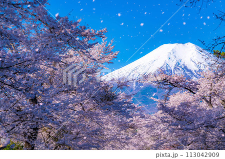 【桜吹雪】忍野村の桜と富士山と桜吹雪【山梨県】 113042909