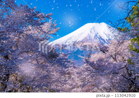 【桜吹雪】忍野村の桜と富士山と桜吹雪【山梨県】 113042910