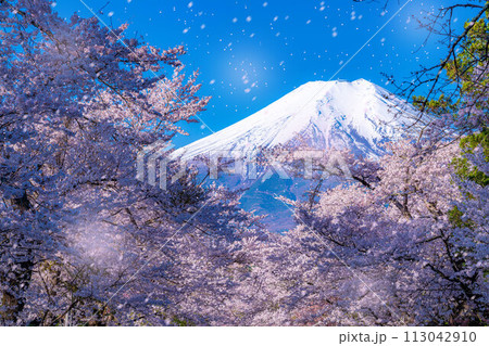 【桜吹雪】忍野村の桜と富士山と桜吹雪【山梨県】 【桜吹雪】忍野村の桜と富士山と桜吹雪【山梨県】 113042910