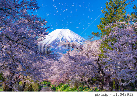 【桜吹雪】忍野村の桜と富士山と桜吹雪【山梨県】 113042912