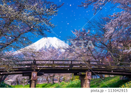 【桜吹雪】忍野村の桜と富士山と桜吹雪【山梨県】 113042915