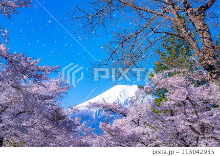 【桜吹雪】忍野村の桜と富士山と桜吹雪【山梨県】 【桜吹雪】忍野村の桜と富士山と桜吹雪【山梨県】 113042935