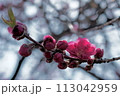 桃　矢口 113042959