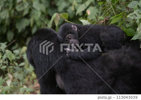 silverback Mountain Gorilla, Uganda 113043039