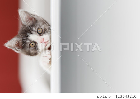 窓辺の子猫 113043210