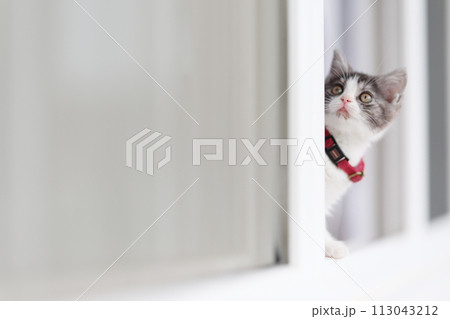 窓辺の子猫 113043212