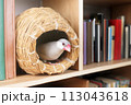 本棚の間の壺巣に入っているシルバー文鳥のメス 113043618