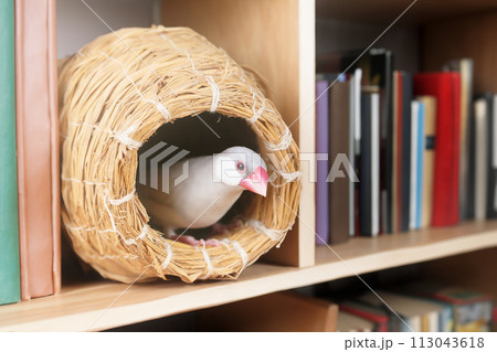 本棚の間の壺巣に入っているシルバー文鳥のメス 本棚の間の壺巣に入っているシルバー文鳥のメス 113043618