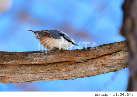 山のバードウォッチングで冬に見られる美しい野鳥ゴジュウカラ 山のバードウォッチングで冬に見られる美しい野鳥ゴジュウカラ 113043675