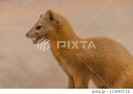 牙を剥くエゾクロテン 113043718