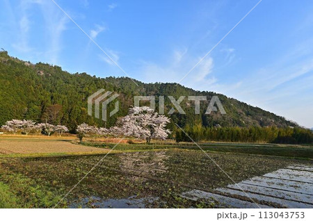桜咲く里山の春の風景 桜咲く里山の春の風景 113043753