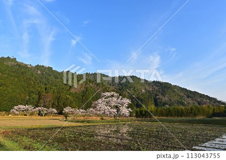 桜咲く里山の春の風景 桜咲く里山の春の風景 113043755