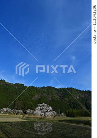 桜咲く里山の春の風景 桜咲く里山の春の風景 113043806