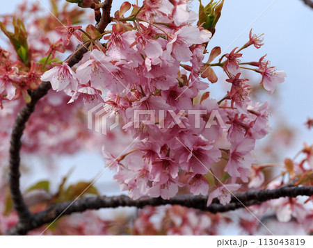 河津桜のある風景 河津桜のある風景 113043819