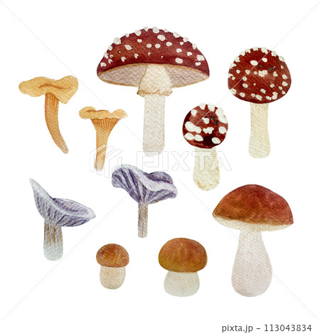 Wild mushroom watercolor set isolated on white. Porcini, Chanterelle, Fly agaric and Collybia nuda Wild mushroom watercolor set isolated on white. Porcini, Chanterelle, Fly agaric and Collybia nuda 113043834
