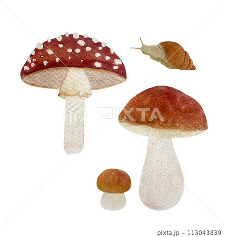 Watercolor porcini fly agaric mushroom snail set isolated on white 113043839