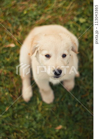 Beautiful labrador puppy sitting on the grass and looking to the camera. 113043865