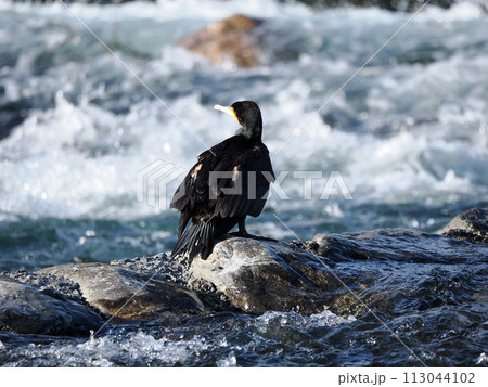 カワウと清流錦川 113044102