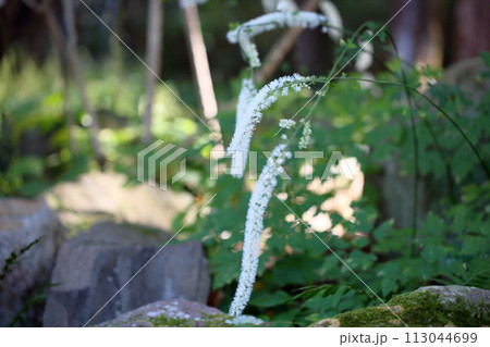 サラシナショウマの花 113044699