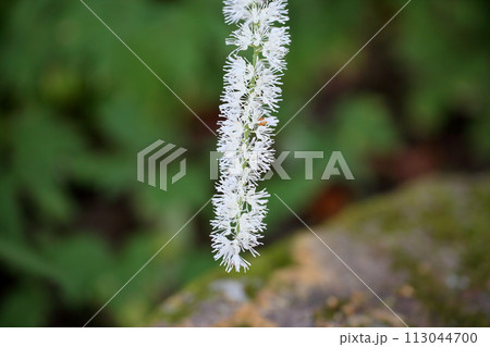 サラシナショウマの花 113044700