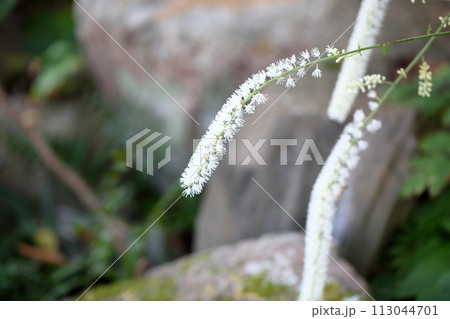 サラシナショウマの花 113044701