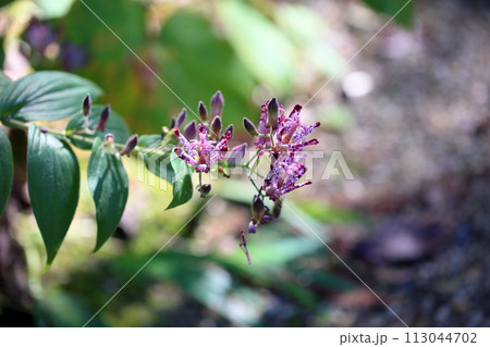 ホトトギスの花 113044702