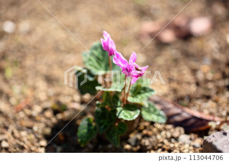 シクラメンの花 113044706