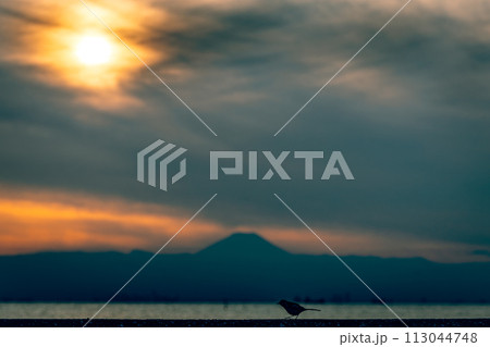 夕方の富士山と小鳥のシルエット 夕方の富士山と小鳥のシルエット 113044748