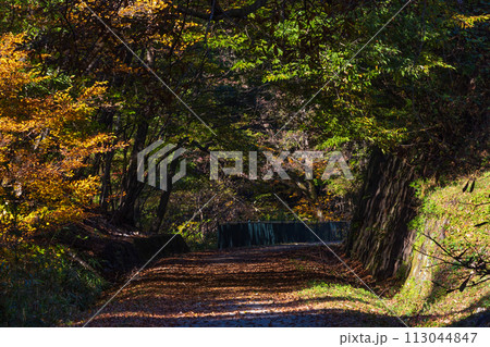 群馬県安中市の秋　紅葉のアプトの道 113044847